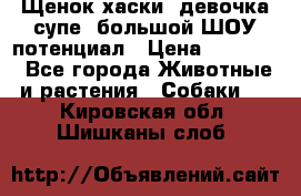 Щенок хаски, девочка супе, большой ШОУ потенциал › Цена ­ 50 000 - Все города Животные и растения » Собаки   . Кировская обл.,Шишканы слоб.